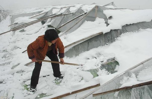 大雪壓垮鋼結(jié)構(gòu)廠房，眾多“二師兄”壯烈犧牲